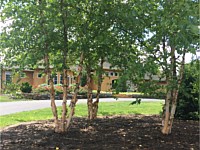 Landscape Design