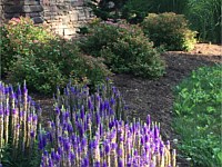 Landscape Design