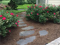 Landscape Design