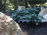 Landscape Design