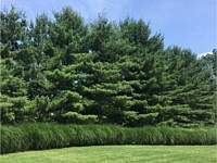 Landscape Design